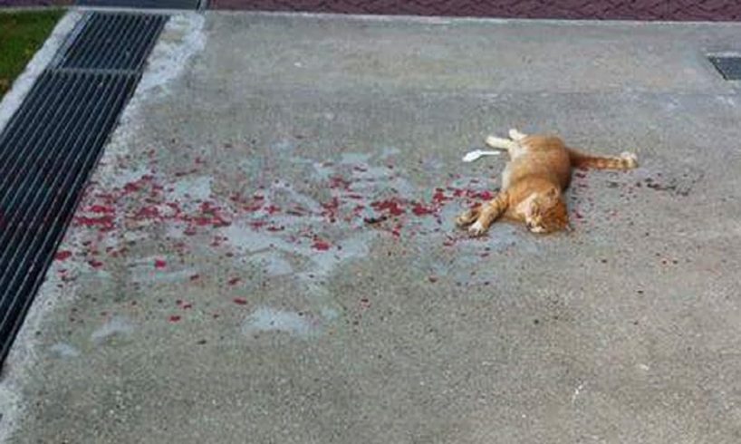 Everyone Ignored This Bleeding Cat, But This Man Decided To Rescue It, But..