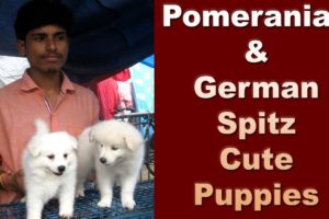 Exclusive : German Spitz & Pomeranian Cute Puppies