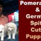 Exclusive : German Spitz & Pomeranian Cute Puppies