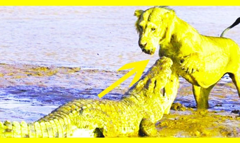 Extreme Animal Fights -Most Brutal Lion vs Giant Crocodile Fighting Till Death