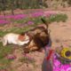 FAR CRY NEW DAWN - ALL ANIMAL FIGHTS - PART 3!!!!