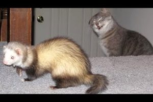 FERRETS or CATS? You DECIDE which animals are FUNNIER! - Get ready to DIE FROM LAUGHING!