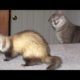 FERRETS or CATS? You DECIDE which animals are FUNNIER! - Get ready to DIE FROM LAUGHING!