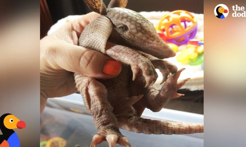 Feisty Armadillo Is So Lucky This Woman Saved His Life | The Dodo