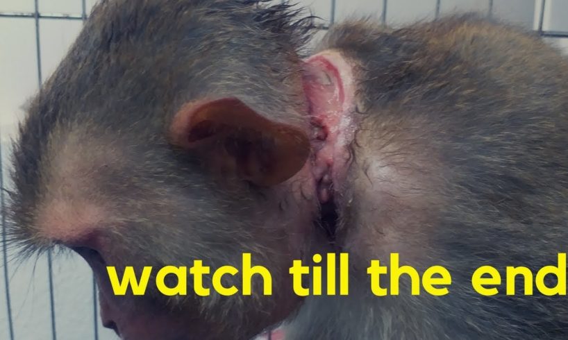 Female Monkey rescue | watch till the end | never give up..!❤???