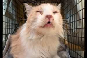 Feral or friendly? Rescuing a sick street cat