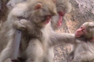 Fight of baby monkey : animal fight