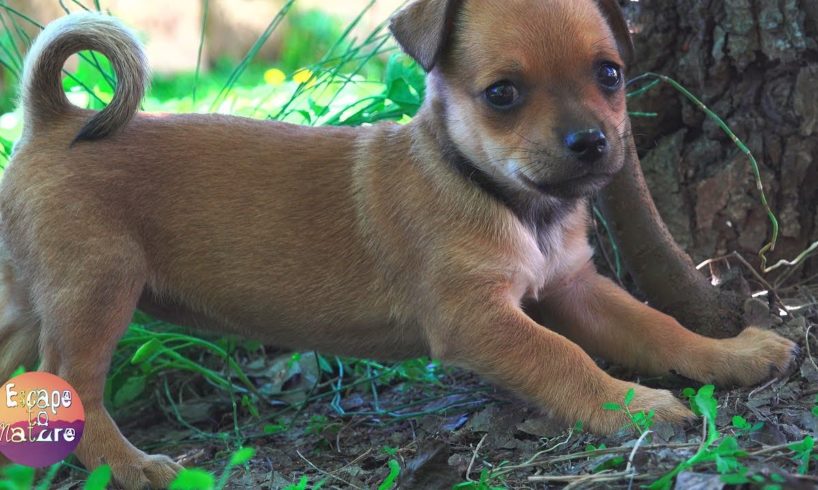 Five little dogs - Puppies playing at the farm - Cute puppies playing - Baby dogs - 4K video