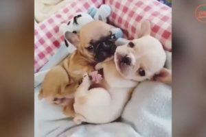 Funniest & Cutest French Bulldog puppies Videos Compilation 2018 | Funny DOG vines compilation #320