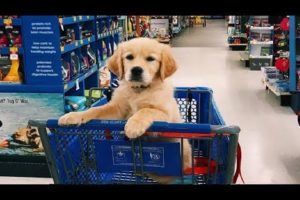 Funniest & Cutest Golden Retriever Puppies #7 - Funny Puppy Videos 2019