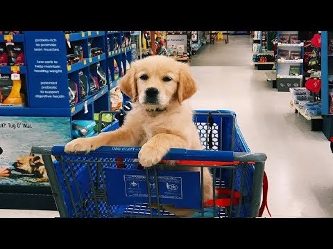 Funniest & Cutest Golden Retriever Puppies #7 - Funny Puppy Videos 2019