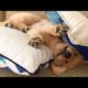 Funniest & Cutest Golden Retriever Puppies Compilation #4 - Funny Puppy Videos 2019