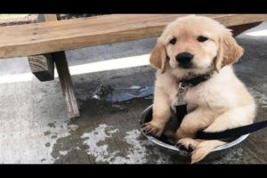 Funniest & Cutest Golden Retriever Puppies Compilation - Funny Puppy Videos 2019