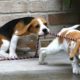 Funny And Cute Beagle Puppies Compilation #5 - Cutest Beagle Puppies