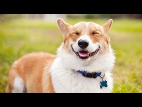 Funny And Cute Dogs Video Compilation - Cute Dogs Doing Funny Things 2019