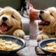 Funny And Cute Golden Retriever Puppies Compilation #24