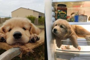Funny And Cute Golden Retriever Puppies Compilation #45 - Cutest Golden Retriever Puppies