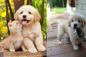 Funny And Cute Golden Retriever Puppies Compilation #46 - Cutest Golden Retriever Puppies