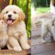 Funny And Cute Golden Retriever Puppies Compilation #46 - Cutest Golden Retriever Puppies