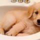 Funny And Cute Golden Retriever Puppies Compilation - Cutest Dogs In The World 2019 | Puppies TV