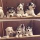 Funny And Cute Husky Compilation #40 - Cutest Husky Puppies