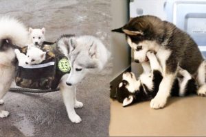 Funny And Cute Husky Puppies Compilation #2 - Cutest Husky Puppies
