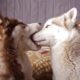 Funny And Cute Husky Puppies Compilation #4 - Cutest Husky Puppies