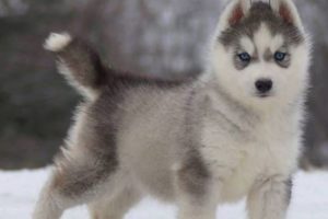 Funny And Cute Husky Puppies Compilation - Cutest Husky Dog Video | Cute Puppies Doing Funny