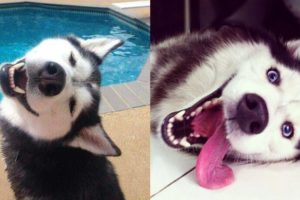 Funny And Cute Husky Puppies Compilation - The most funny dog