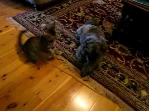 Funny Animals Playing