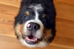 Funny Bernese Mountain Dog Compilation