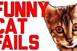 Funny Cat Fails Compilation || by FailArmy 2016