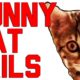 Funny Cat Fails Compilation || by FailArmy 2016