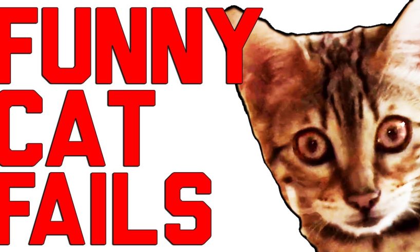 Funny Cat Fails Compilation || by FailArmy 2016