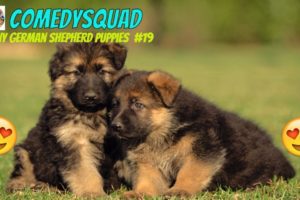 Funny German Shepherd Puppies Video #19 Funniest & Cutest Puppies Compilation