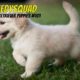Funny Golden Retriever Puppies Video #101-Funniest & Cutest Puppies Compilation