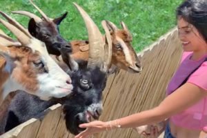 Funny Petting Zoo - Baby Goat, Cow, Horse, Kangaroo, Donkey - Cute Animals Video