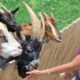 Funny Petting Zoo - Baby Goat, Cow, Horse, Kangaroo, Donkey - Cute Animals Video