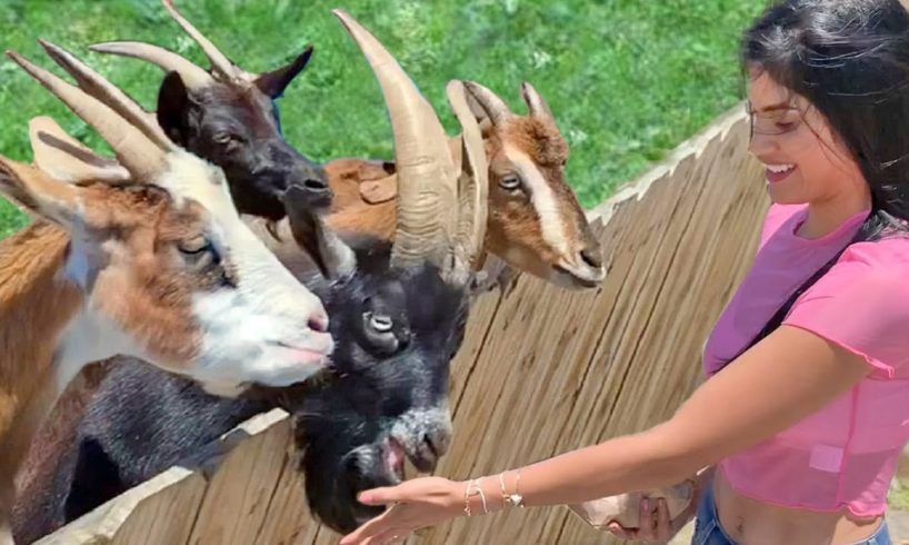 Funny Petting Zoo - Baby Goat, Cow, Horse, Kangaroo, Donkey - Cute Animals Video