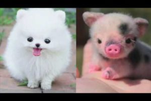 Funny Puppies & Cutest Puppy In The World | Cute Animals Video Compilation 2019 [BEST EVER]
