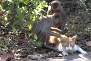 Funny Unlikely Animal Odd Couples Compilation