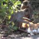 Funny Unlikely Animal Odd Couples Compilation