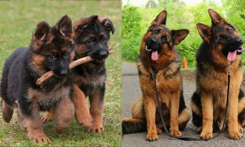 Funny and Cute German Shepherd Puppies Compilation #1 - Cutest GSD
