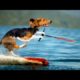 Funny animals playing sports - Cute animal compilation