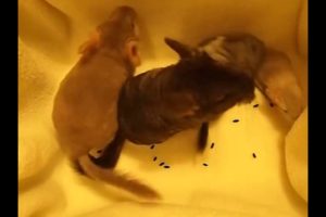 Funny animals. Chinchilla care. Cute animals compilation. Chinchilla playing.