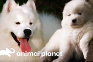 Fussy Samoyed Puppy Makes An Unlikely New Best Friend | Too Cute!