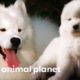 Fussy Samoyed Puppy Makes An Unlikely New Best Friend | Too Cute!