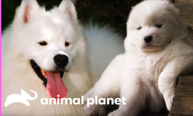 Fussy Samoyed Puppy Makes An Unlikely New Best Friend | Too Cute!