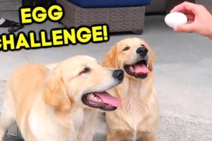 GOLDEN RETRIEVER PUPPIES TRY THE EGG CHALLENGE!