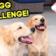 GOLDEN RETRIEVER PUPPIES TRY THE EGG CHALLENGE!